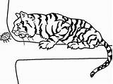 Coloring Tiger Pages Colour Tigers Fish Colouring Comments sketch template