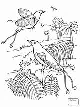 Quetzal Bird Coloring Drawing Pages Getdrawings Birds sketch template