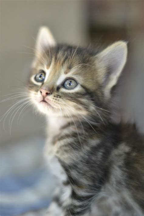 popular pinterest small beautiful kitty