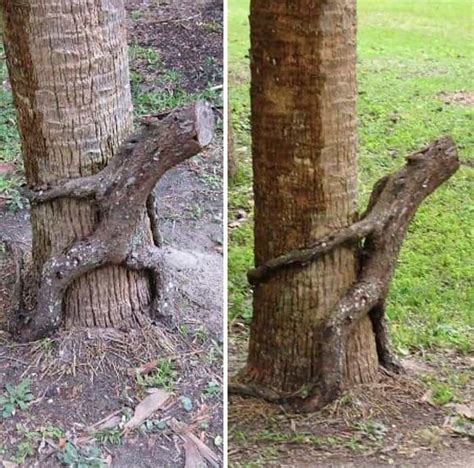 Trees That Look Like Something Else That Will Make You Do