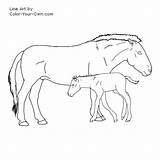 Horse Przewalski Foal Coloring Mare Pages Color Index Line Own sketch template