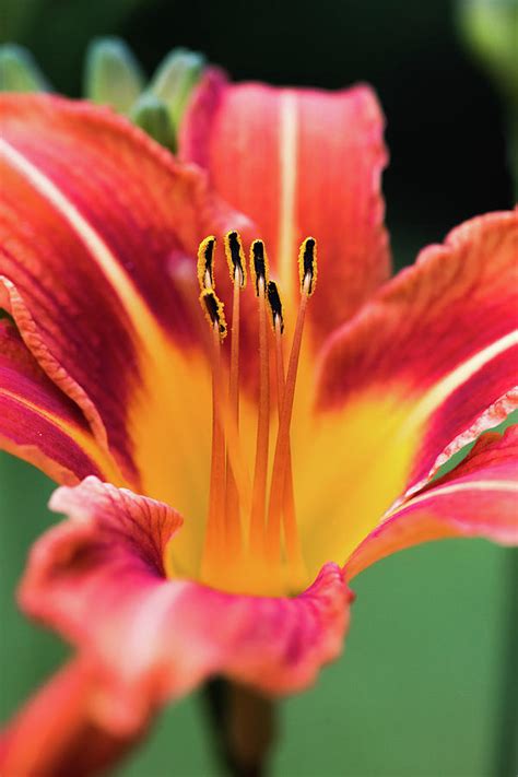 Day Lilly Photograph By Clifford Pugliese Fine Art America