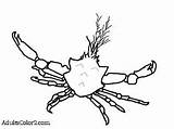 Kelp Crab Coloring Pages Template Graceful sketch template