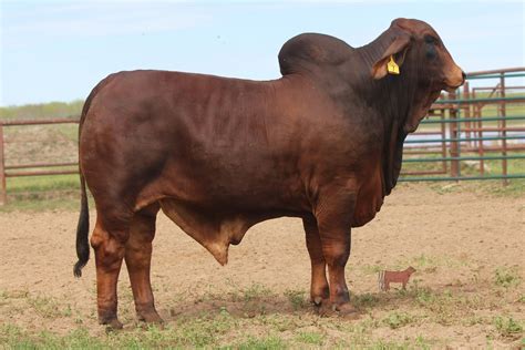 lot  red brahman ln lmc polled rango  cattle  motion cattle auctions