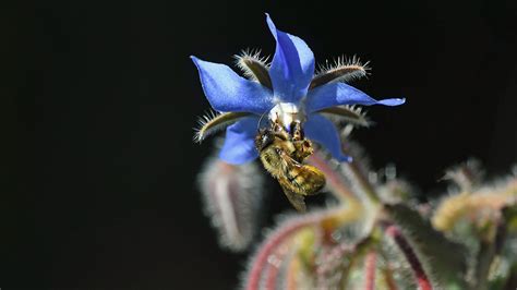 fridays flower power borretschbluete im gegenlicht flickr