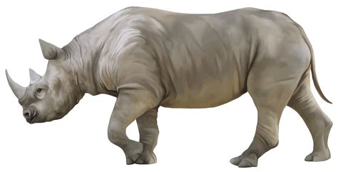 rhino png