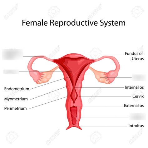 Female Reproductive System Diagram Quizlet