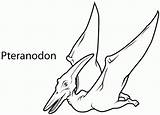Coloring Pterodactyl Pteranodon Dinosaurs Sketch Insertion Getdrawings sketch template