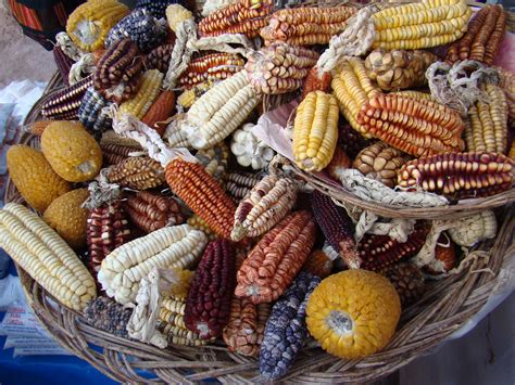 scientists overhaul corn domestication story  multidisciplinary