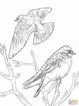 Coloring Pages Realistic Bird Swallow Birds Barn Tree Swallows Drawing Color Printable Prey Drawings Getdrawings Template Designlooter Print 2048px 02kb sketch template