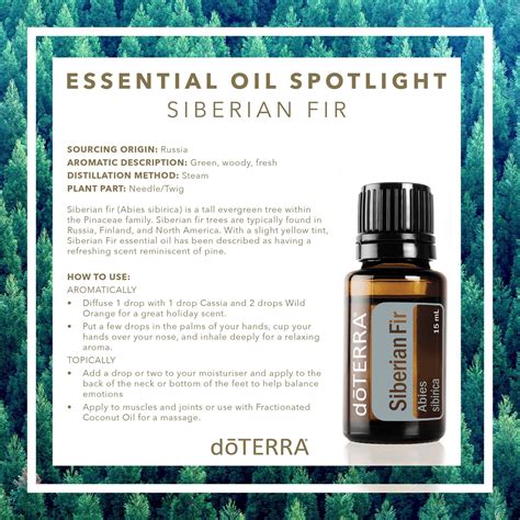 siberian fir healing essential oils essential oil remedy essential