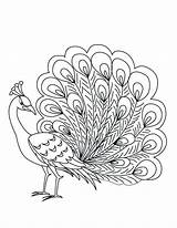 Peacock Coloring Pages Printable Feather Paisley Drawing Color Getcolorings Getdrawings Peacocks Kids sketch template
