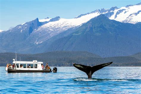 whale watching  juneau alaska      whales