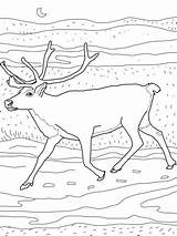 Caribou 1559 Reindeer Peary Coloriages Supercoloring Karibu Justcoloringbook sketch template
