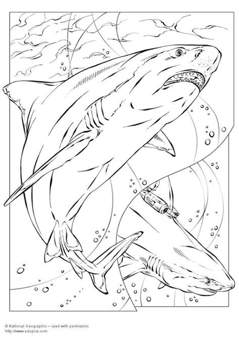 shark coloring pages  coloring sheets coloring pages  print