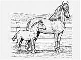 Horse Coloring Pages Kids Horses Great Two Theme Educational Developmental Benefits Hope Help Choose Some Will sketch template