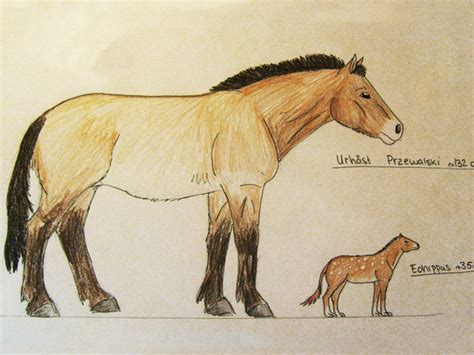 przewalski and eohippus by emlis on deviantart