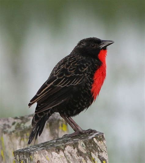 red breasted blackbird black bird red birds meadowlark