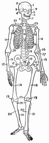 Esqueleto Ossos Humano Anatomia Skelet Botten Skeletal Bewegingsapparaat Cuerpo Skeleton Anatomi Manusia Muscular Huesos Wikipedia Tulang Osseous Partes Nombres Colorear sketch template