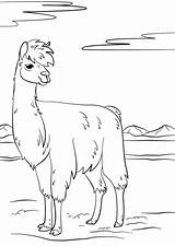 Llama Lama Llamas Desenhos Colorir Lhamas Ausdrucken Animales Malen Dibujo Prob sketch template