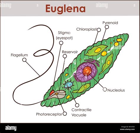 microscope euglena cell micropedia