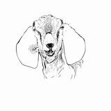 Goat Nubian Dandelion sketch template