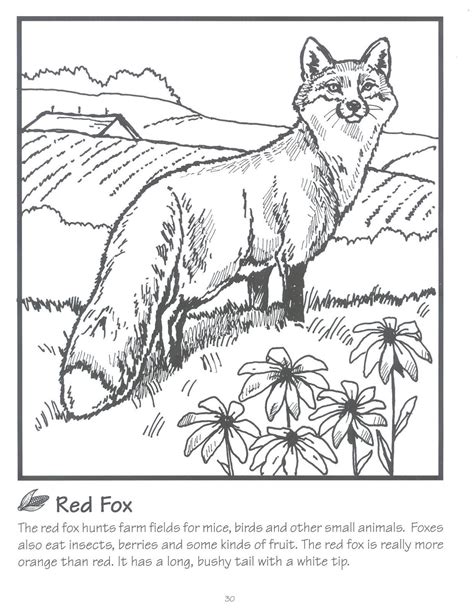 fox coloring page animal coloring pages horse coloring pages