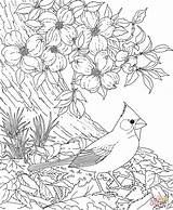 Coloring Pages Birds Flowers Cardinal Popular sketch template