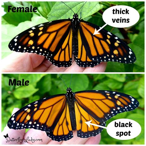 How To Tell The Difference Between A Male And A Female
