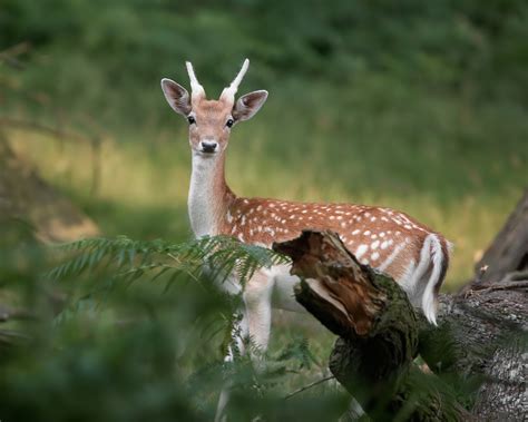beautiful animals images beautiful cool wallpapers