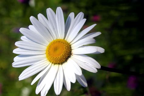 daisy flower part  weneedfun