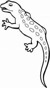 Coloring Lizard Leopard Gecko 720px 07kb Gila Komodo Dragon sketch template