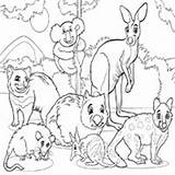 Coloring Marsupials Various Pages Animals Types Surfnetkids Koala Kangaroo Next sketch template