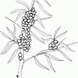 Coloring Buckthorn Sea Berries Handicraft Bush Viburnum sketch template