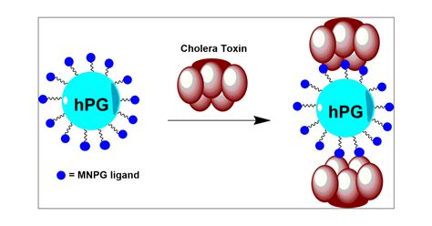 Strong Inhibition Of Cholera Toxin B Subunit By Affordable Polymer