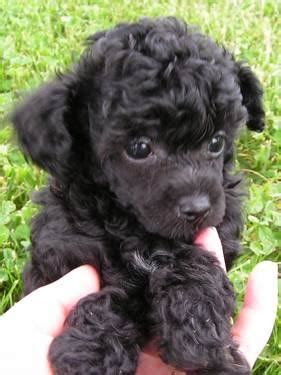 black miniature poodle pups  sale  calvary kentucky classified