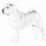 Shar Pei Coloring 53kb 700px sketch template