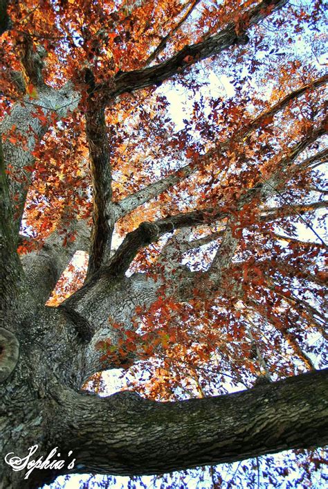 sophias autumn breakfast    oak tree creating  fall