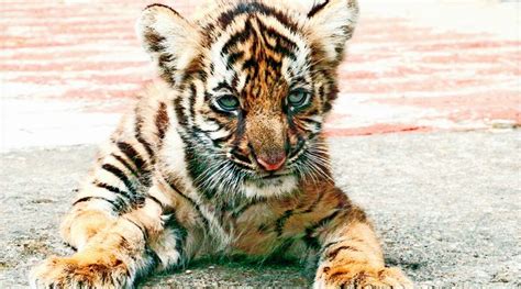 kerala rescued  month  tiger cub learns  hunt  paw   time