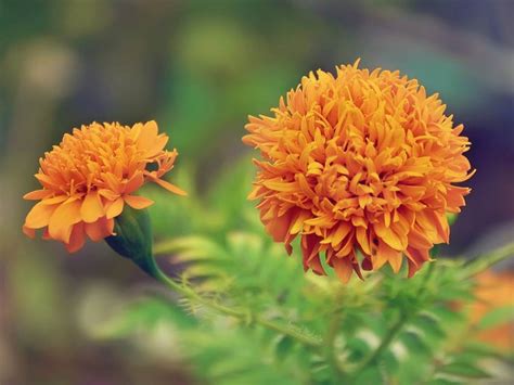 dipandang sebelah mata inilah fungsi tersembunyi bunga marigold