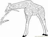 Coloring Giraffe Pages Relaxing Realistic Giraffes Color Adults Face Getcolorings Coloringpages101 Printable Getdrawings sketch template