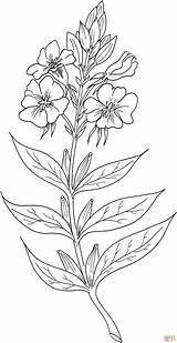 Primrose Coloring Evening Biennis Star Pages Drawing Flowers Skip Main sketch template