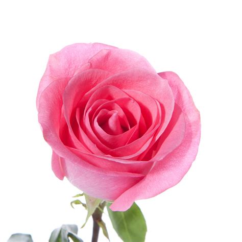 free single pink rose download free clip art free clip art on clipart library