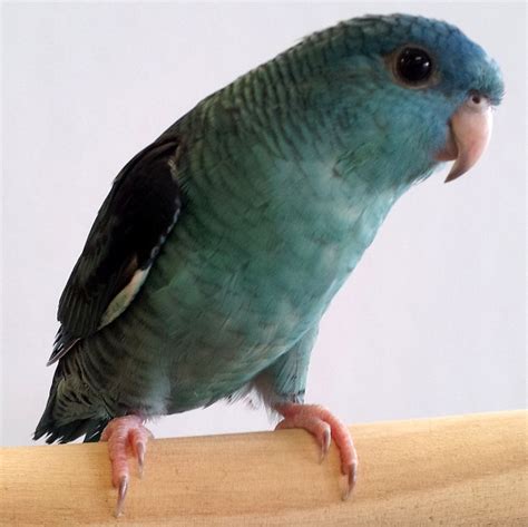 lineolated parakeet facts care  pets behavior price pictures