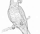Parrot Drawing Coloring Getdrawings Printable sketch template