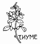 Thyme Template sketch template