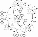 Aap Catalytic Agrocybe Aegerita Peroxidase Hypothetical Cycle sketch template