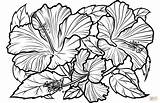 Hibiscus Coloring Pages Printable Flowers Supercoloring Categories sketch template
