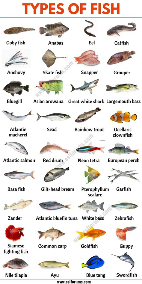 types  fish list   types  fish     world