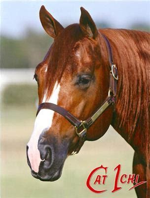 cat ichi  legends premier stallion auction